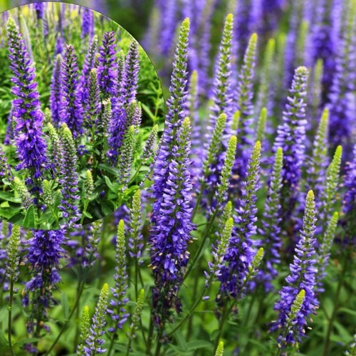 Veronica spicata 'Nana Blauteppich' - Kassisaba 'Nana Blauteppich' P9/0,55L 